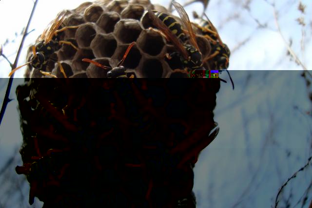 Фото насекомых (не из журнала)