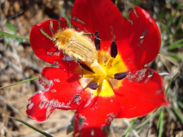 Фото насекомых (не из журнала)