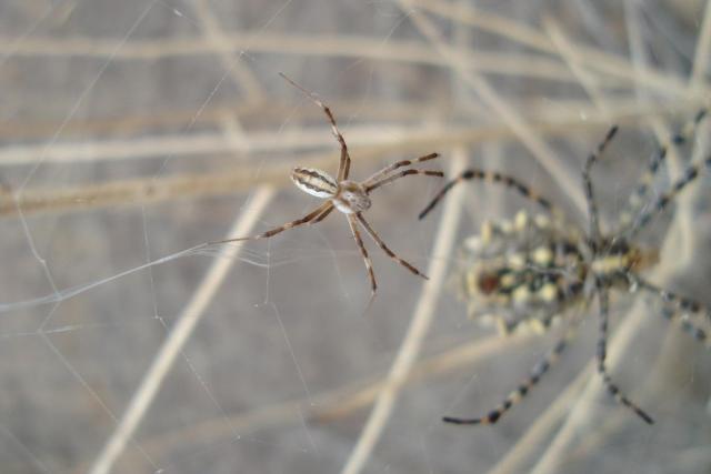 Фото насекомых (не из журнала)