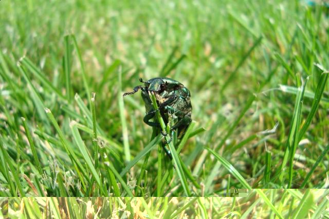 Фото насекомых (не из журнала)