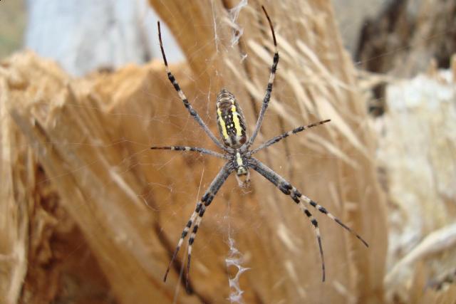 Фото насекомых (не из журнала)