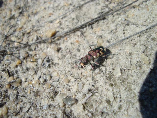 Фото насекомых (не из журнала)