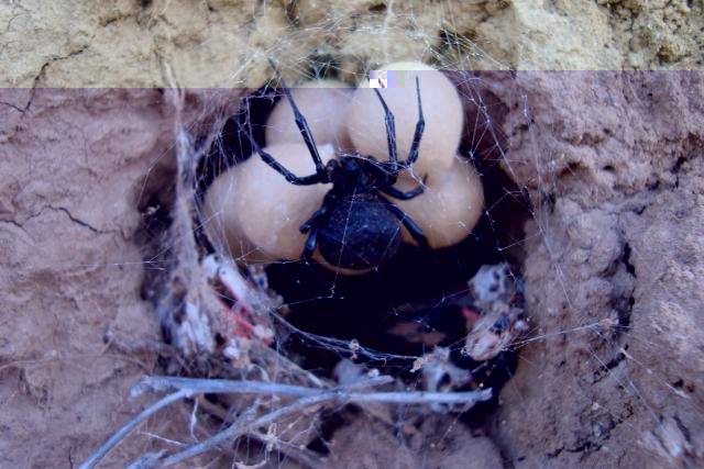 Фото насекомых (не из журнала)