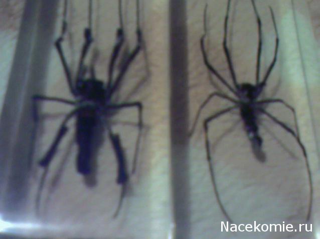 Насекомые №27 Золотой Кругопряд (Nephila sp.) фото, обсуждение