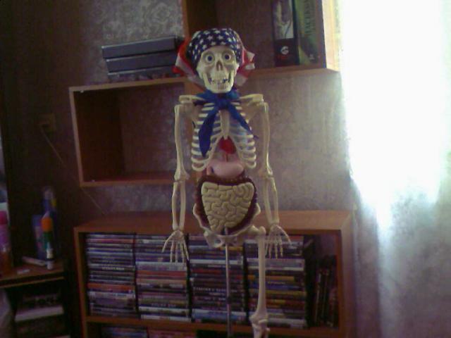 "Собери и познай человеческое тело" (сборка скелета)