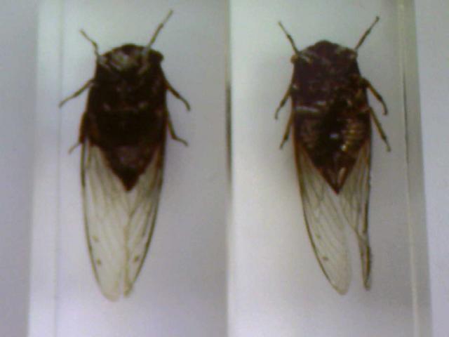 Насекомые №15 Цикада (Cryptotympana sp.) фото, обсуждение