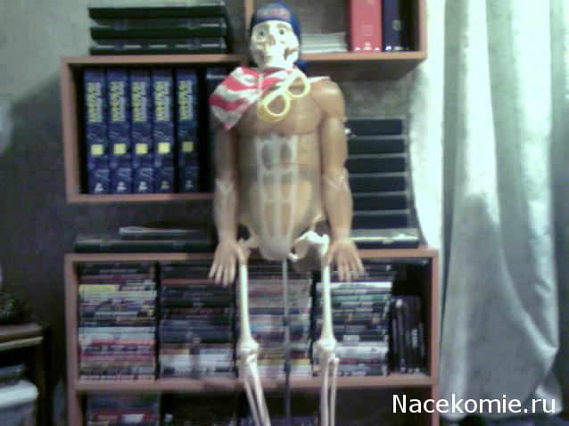 "Собери и познай человеческое тело" (сборка скелета)