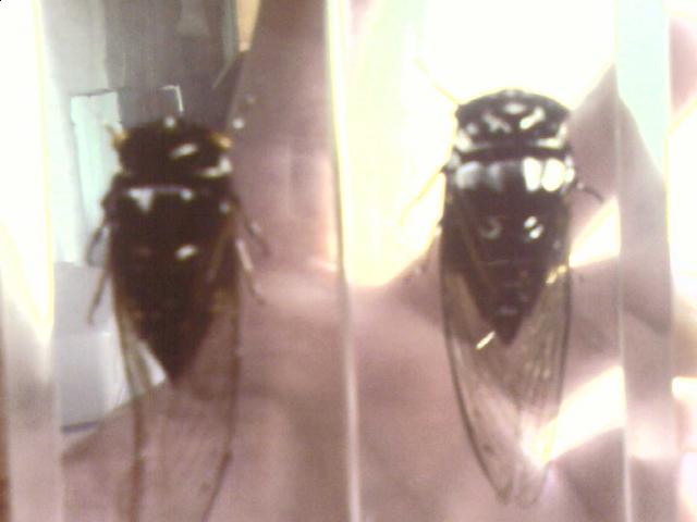 Насекомые №15 Цикада (Cryptotympana sp.) фото, обсуждение