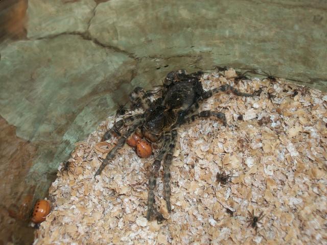 Самостоятельное коллекционирование насекомых