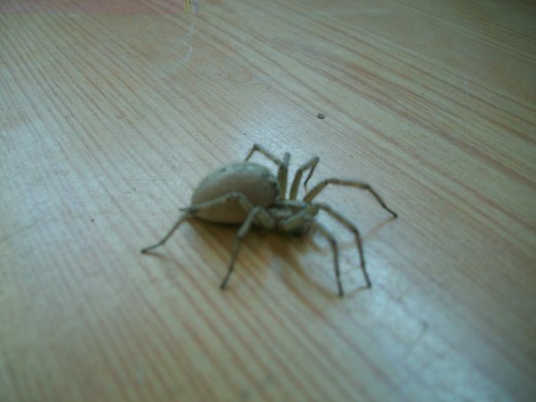 Самостоятельное коллекционирование насекомых