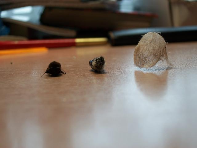 Самостоятельное коллекционирование насекомых