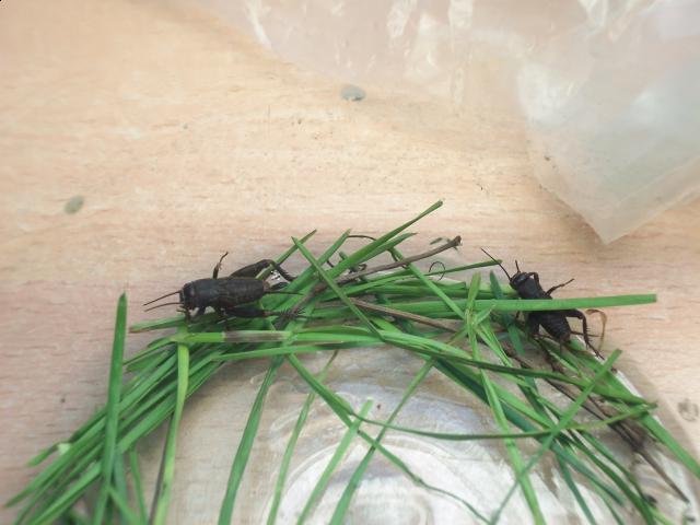 Самостоятельное коллекционирование насекомых