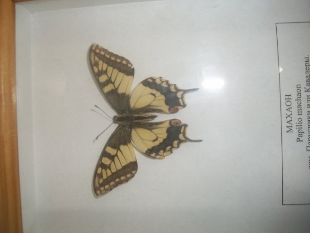 Самостоятельное коллекционирование насекомых