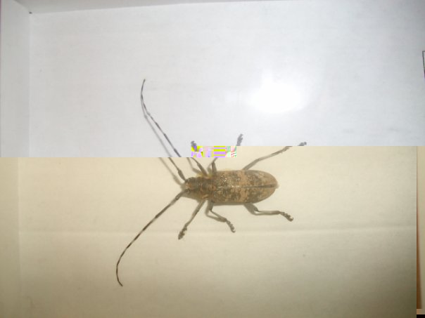 Самостоятельное коллекционирование насекомых