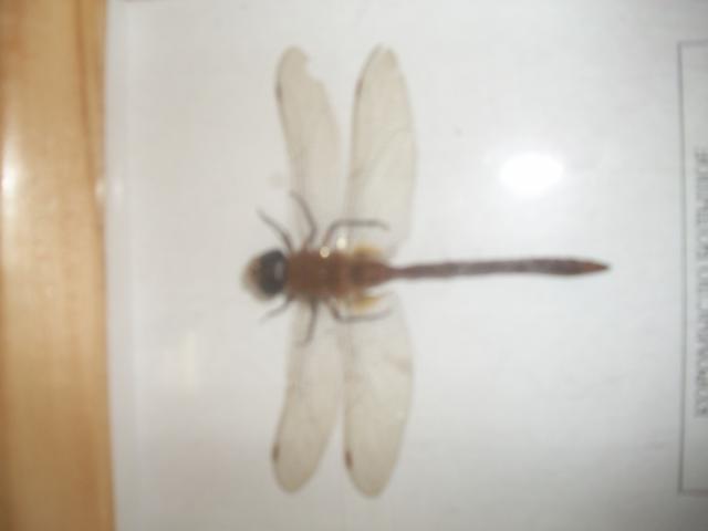 Самостоятельное коллекционирование насекомых