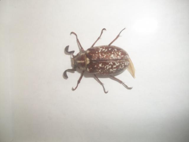 Самостоятельное коллекционирование насекомых