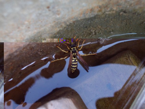 Самостоятельное коллекционирование насекомых