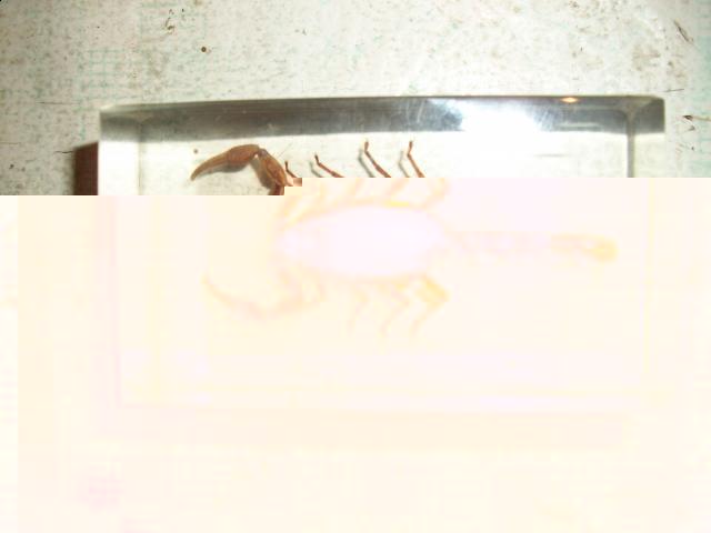 Насекомые №1 Маньчжурский Золотой Скорпион (Mesobuthus martensi) Фото