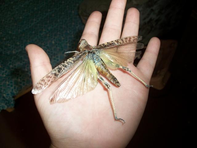 Самостоятельное коллекционирование насекомых