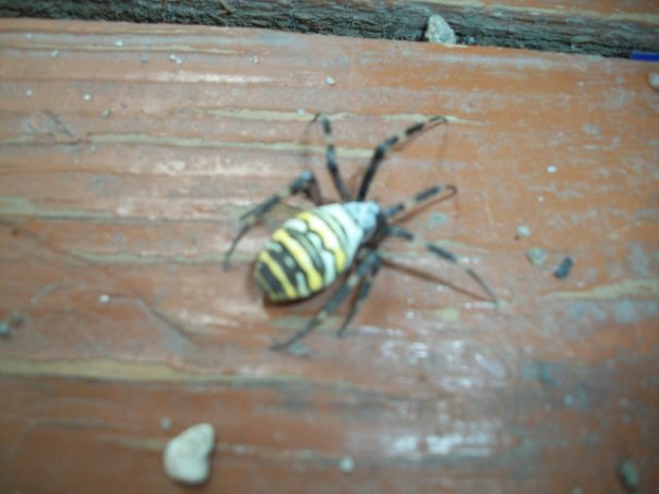 Самостоятельное коллекционирование насекомых