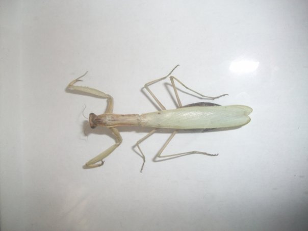 Самостоятельное коллекционирование насекомых