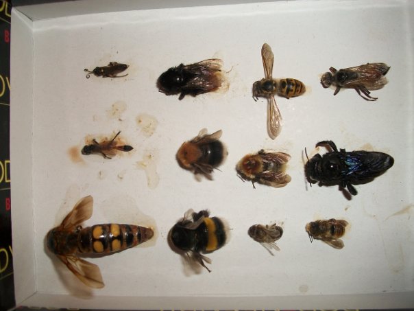 Самостоятельное коллекционирование насекомых