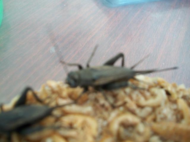 Самостоятельное коллекционирование насекомых