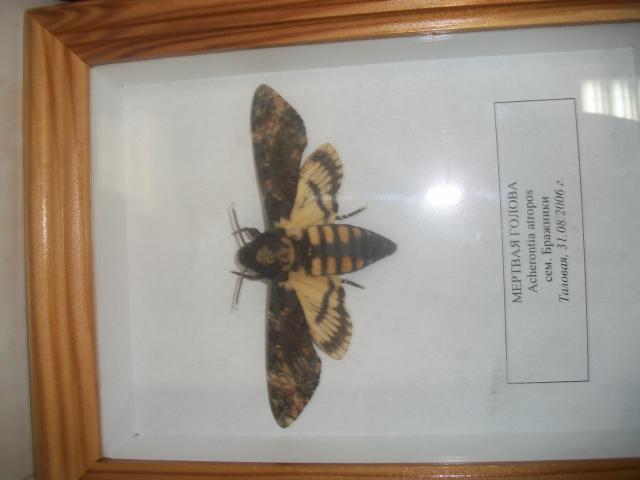 Самостоятельное коллекционирование насекомых