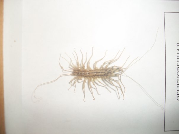 Самостоятельное коллекционирование насекомых