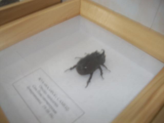 Самостоятельное коллекционирование насекомых