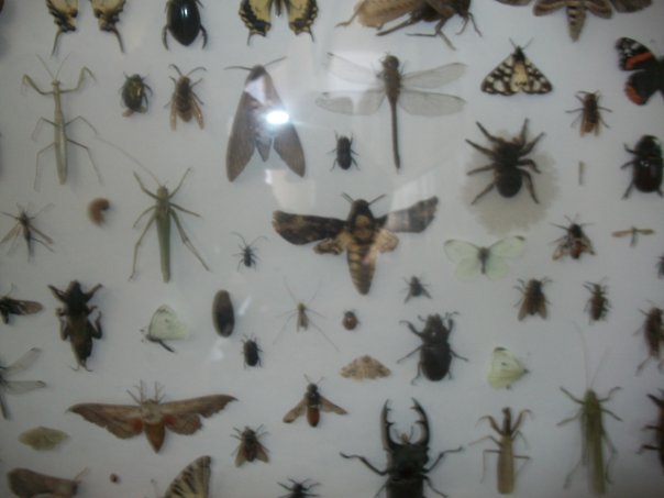 Самостоятельное коллекционирование насекомых