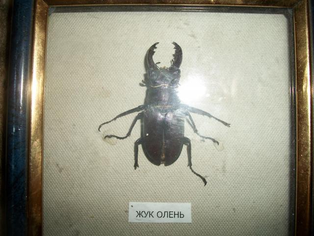 Самостоятельное коллекционирование насекомых