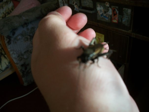 Самостоятельное коллекционирование насекомых