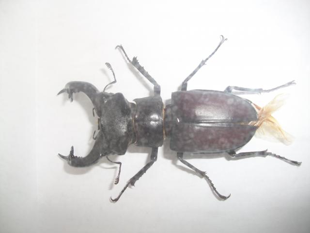 Самостоятельное коллекционирование насекомых