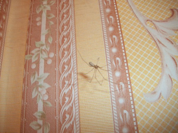 Самостоятельное коллекционирование насекомых