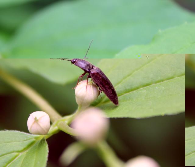 Фото насекомых (не из журнала)