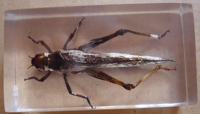 Насекомые №6 Перелетная саранча (Locusta migratoria) фото, обсуждение