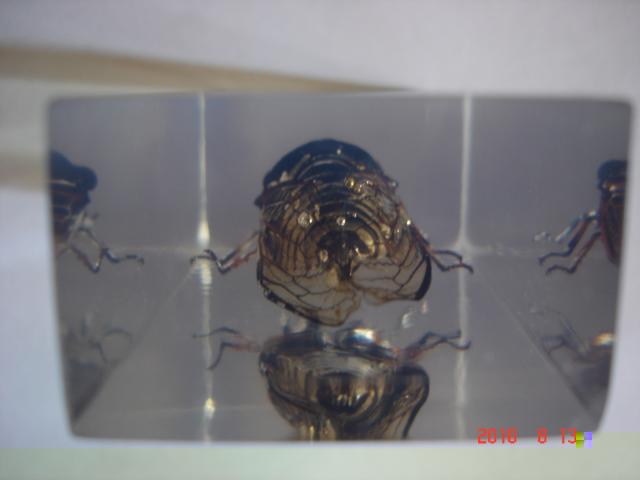 Насекомые №15 Цикада (Cryptotympana sp.) фото, обсуждение