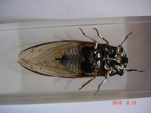 Насекомые №15 Цикада (Cryptotympana sp.) фото, обсуждение