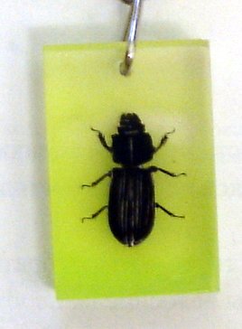 Фото насекомых (не из журнала)