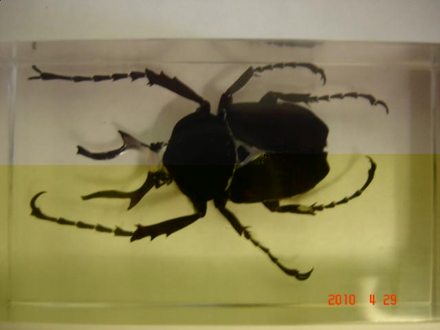 Насекомые №7 Формосская Бронзовка (Dicronocephalus) фото, обсуждение