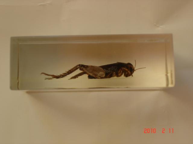 Насекомые №2 Азиатский Сверчок (Gryllidae) Фото
