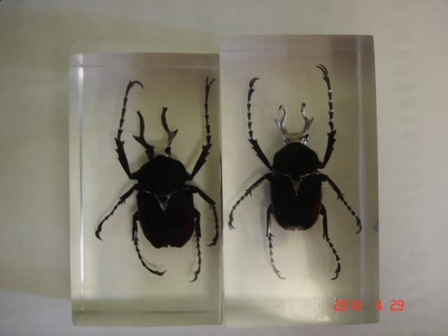 Насекомые №7 Формосская Бронзовка (Dicronocephalus) фото, обсуждение