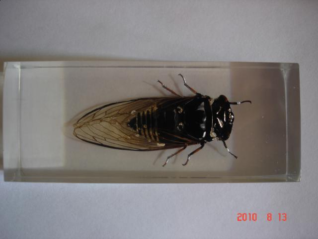 Насекомые №15 Цикада (Cryptotympana sp.) фото, обсуждение