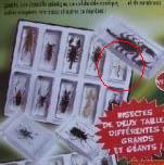 Насекомые №9 Восточный палочник (Phasmatidae) фото, обсуждение