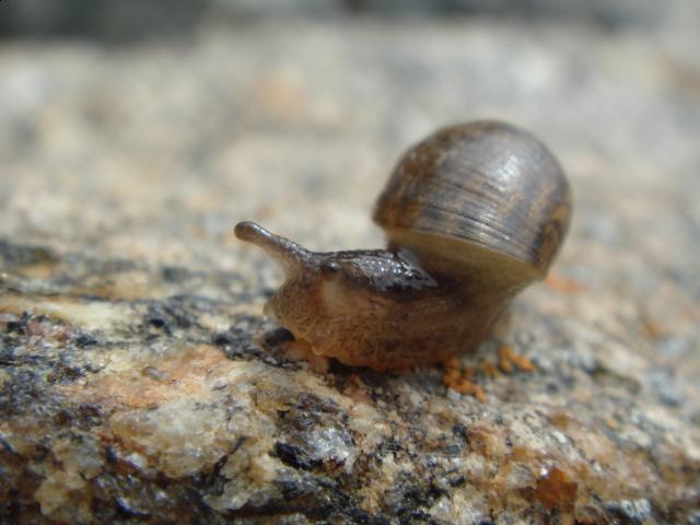 Фото насекомых (не из журнала)