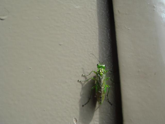 Фото насекомых (не из журнала)