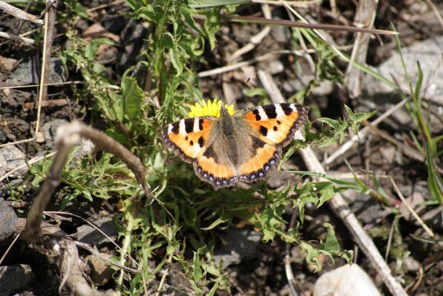 Фото насекомых (не из журнала)