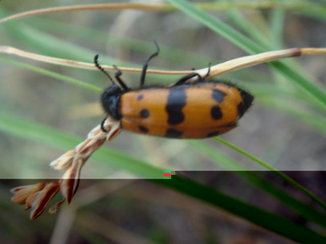 Фото насекомых (не из журнала)