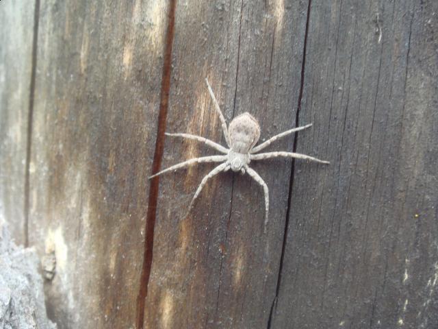 Фото насекомых (не из журнала)